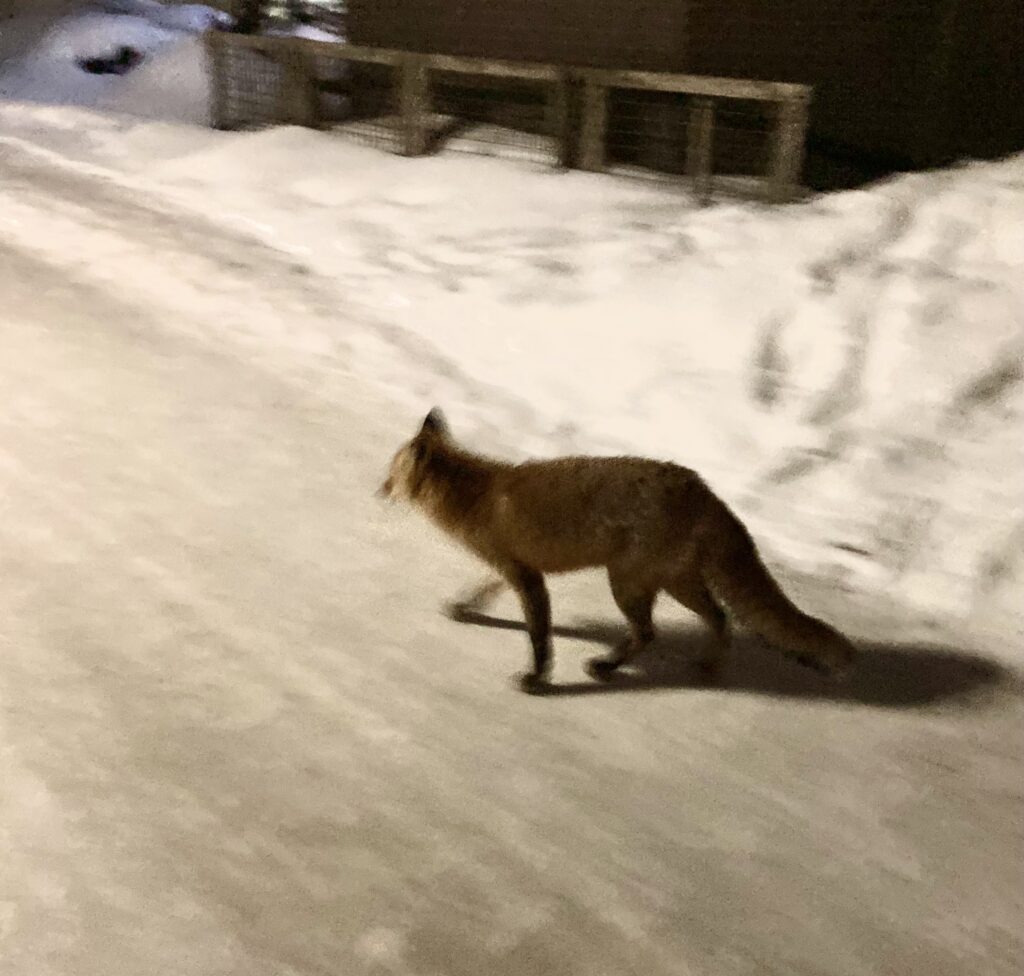 帰宅ランの途中でキタキツネに遭遇